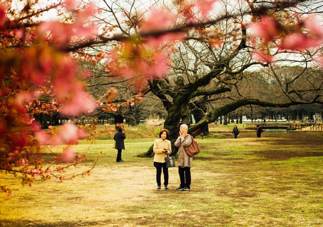 Imperial Palace East Gardens offer royal cherry blossom viewing