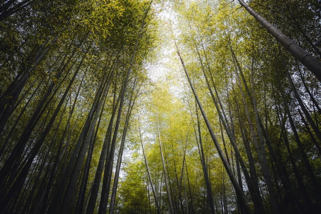 Sunlight streaming through Arashiyama's towering bamboo forest
