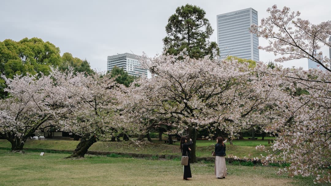 Traditional tea ceremony enhanced by spring garden setting