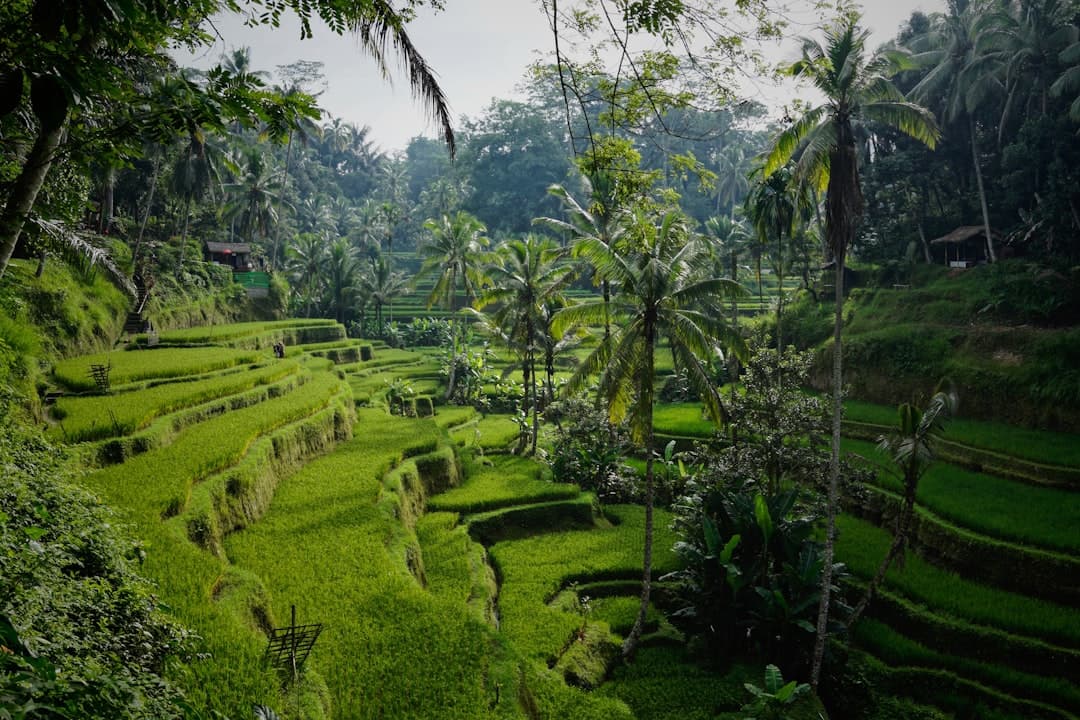 green rice field - Photo by Niklas Weiss on Unsplash