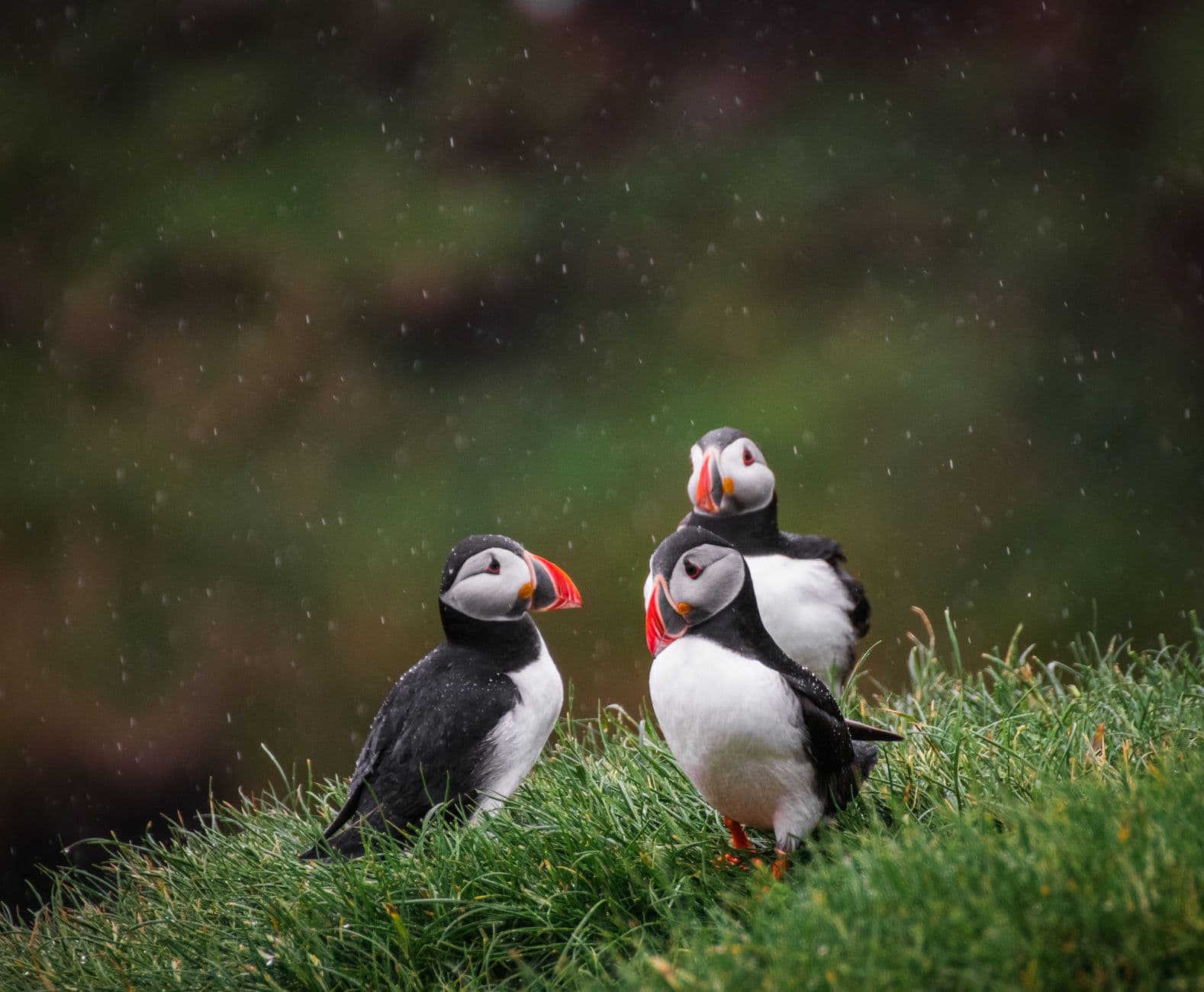 Three Atlantic puffins standing on grassy ground during rain, displaying their distinctive black and white plumage and colorful beaks. - Photo by Tomáš Malík on Pexels