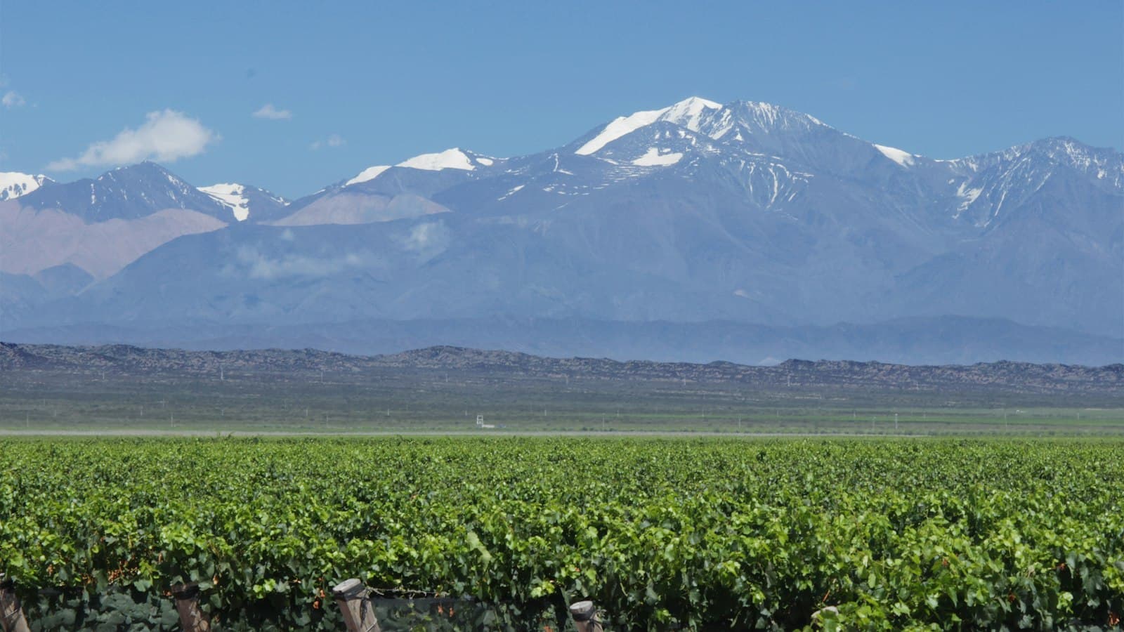 A sweeping view of a productive vineyard in the foreground with Mount Aconcagua snow-capped and prominent in the distance across an arid plain in Argentina's Mendoza wine region. - Photo by celso costa on Unsplash