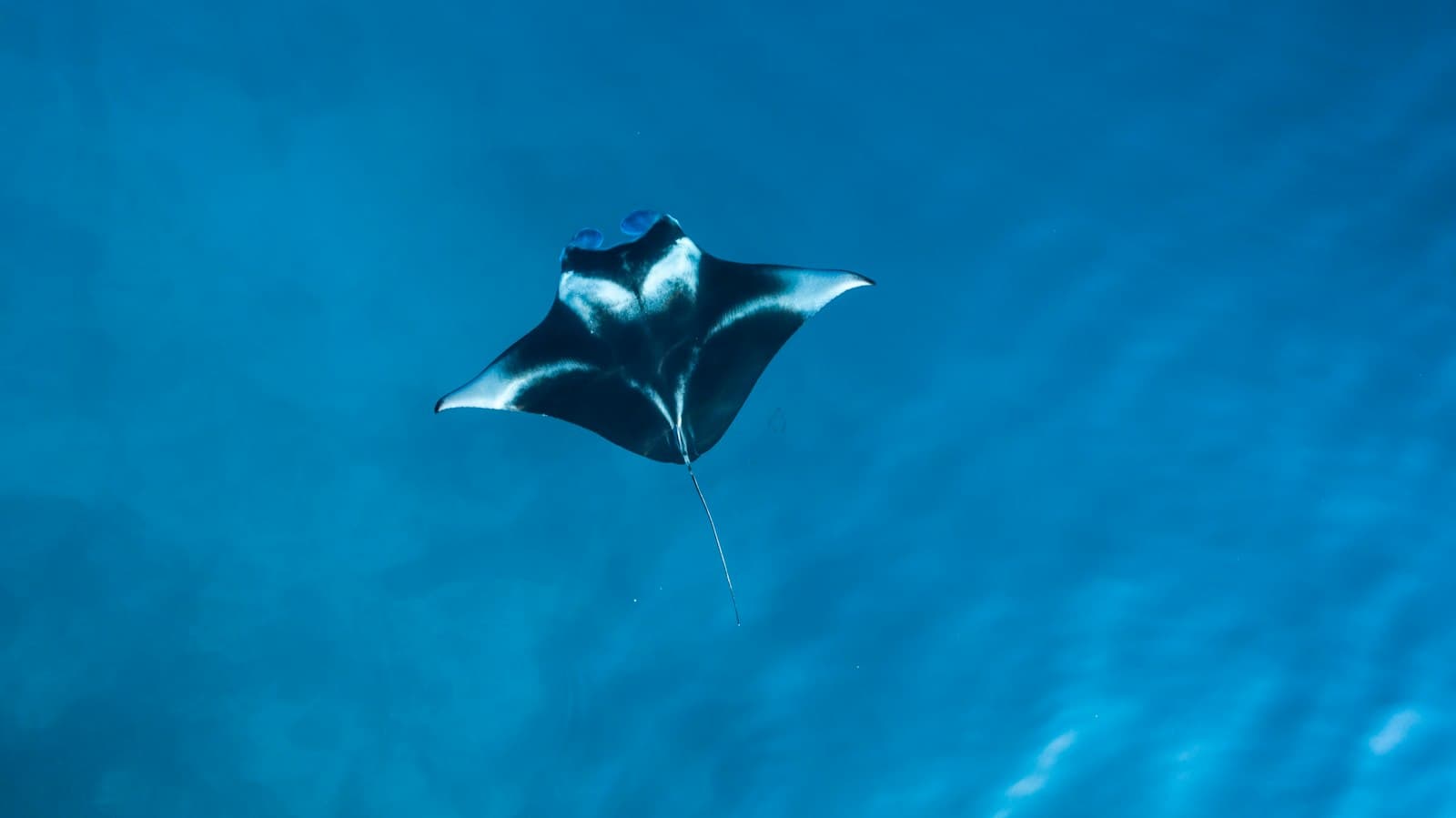 An underwater photograph of a manta ray swimming in clear blue ocean water, shot from below with the animal's distinctive white-spotted dark upper surface visible. - Photo by Ishan @seefromthesky on Unsplash