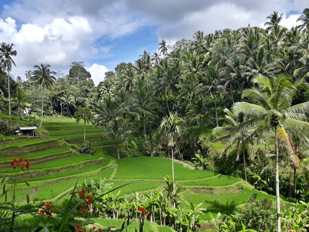 Terraced rice paddies with palm trees and tropical vegetation under a partly cloudy sky, showing traditional agricultural landscape typical of Southeast Asian rice-growing regions. - Photo by Stefan Meier on Unsplash