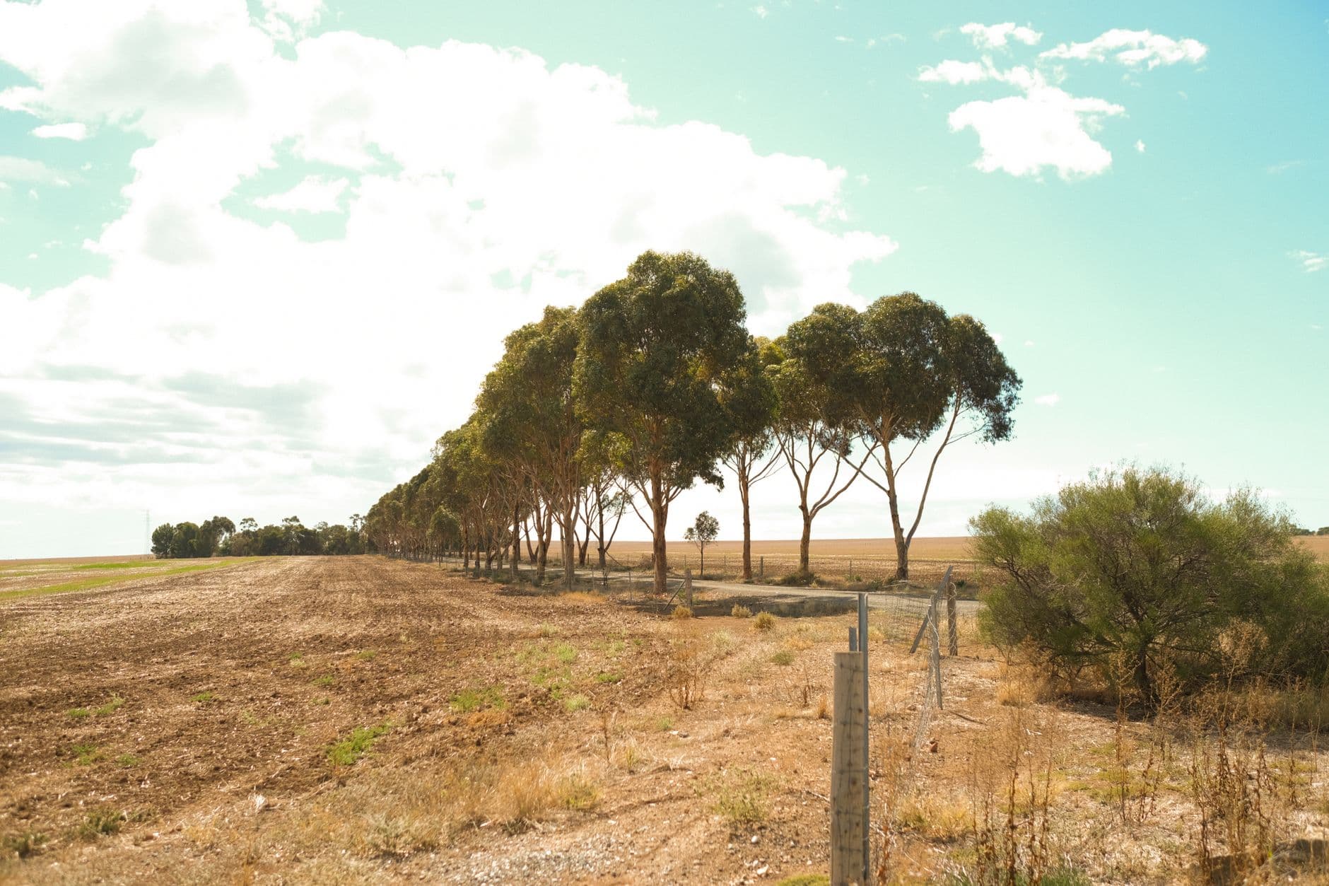 A rural Australian landscape showing a tree-lined agricultural field with eucalyptus windbreak, pastoral fencing, and dry grassland extending toward the horizon under clear skies. - Photo by ~* gEm *~ on Pexels