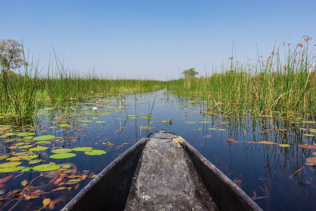 A first-person view from inside a traditional wooden mokoro (dugout canoe) navigating through shallow channels of the Okavango Delta, surrounded by papyrus reeds, water lilies, and sparse vegetation under clear sky. - Photo by Ajeet Panesar on Unsplash
