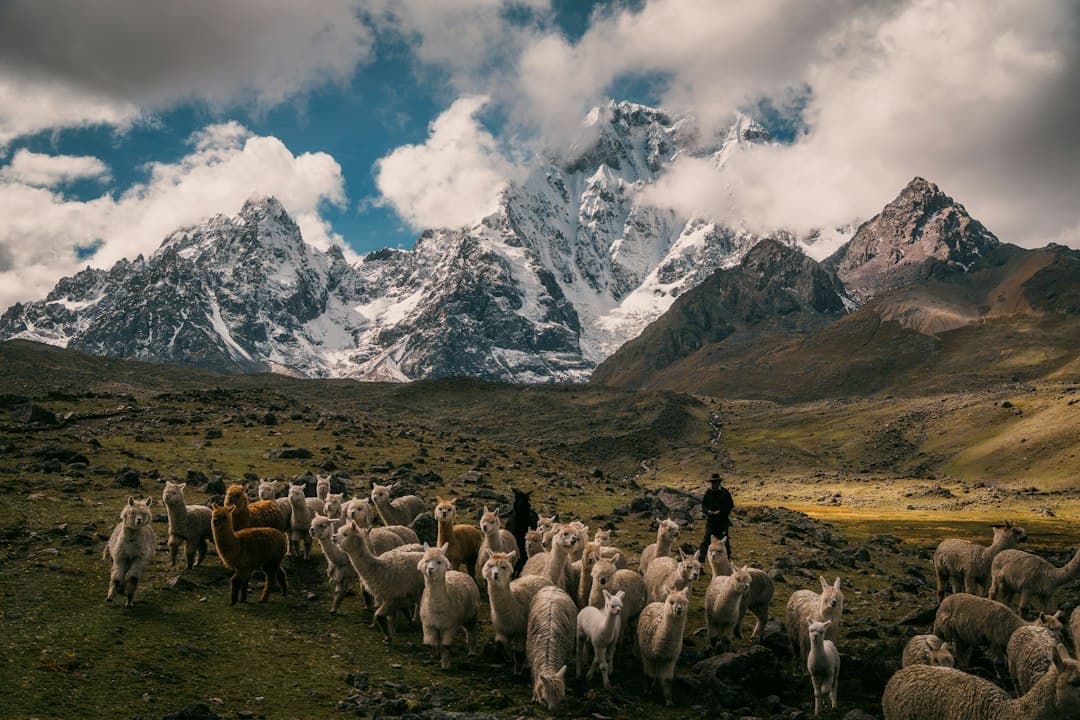 Indigenous herders guide a large herd of llamas and alpacas across a high-altitude Andean meadow with snow-capped peaks rising dramatically in the background. - Photo by Samuel Quek on Unsplash