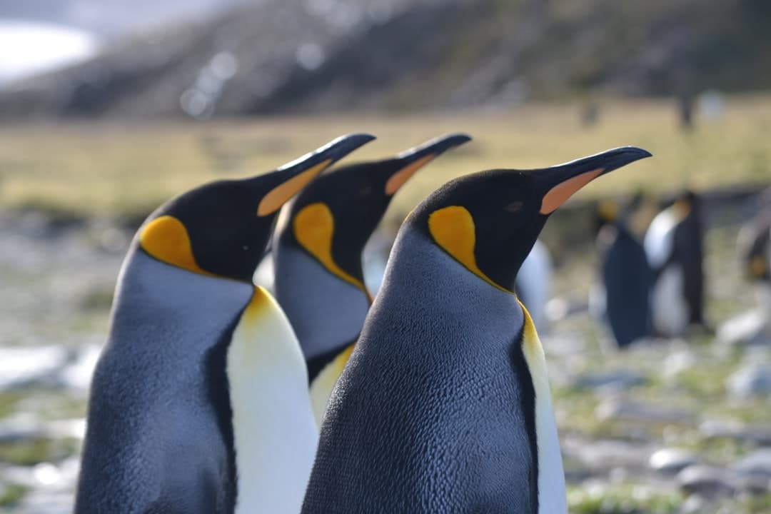Three King Penguins in sharp focus in the foreground, with a blurred colony of penguins and snow-capped mountains visible in the background. - Photo by Angie Corbett-Kuiper on Unsplash