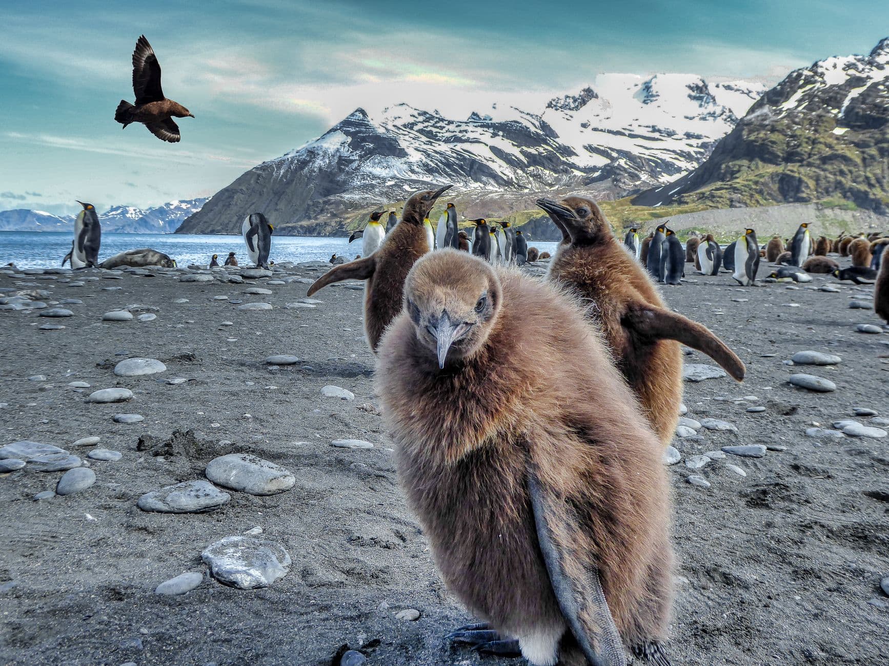 A young King penguin chick in brown juvenile plumage stands on a black sand beach in the foreground while an adult King penguin colony gathers behind it, with snow-covered mountains and a glacial bay visible across the water. - Photo by Dick Hoskins on Pexels