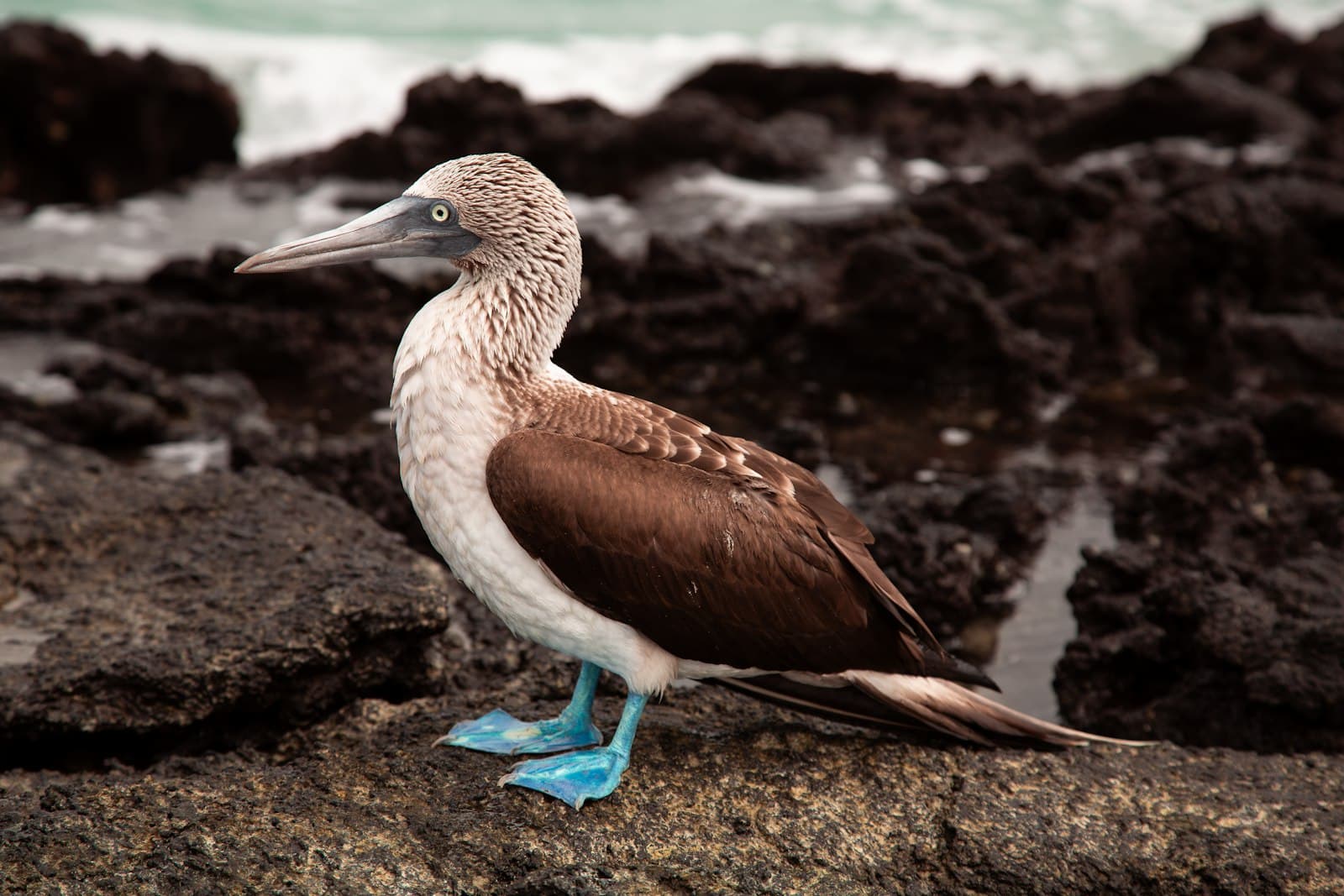A blue-footed booby stands on dark volcanic rock with ocean and more lava formations in the background, displaying the species' distinctive white head and neck, brown body plumage, and vibrant blue feet. - Photo by Sofia on Unsplash