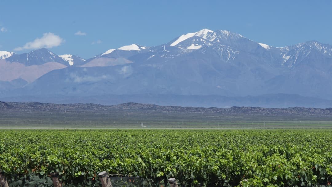 A sprawling vineyard in the foreground with Mount Aconcagua and the snow-capped Andes mountains visible in the distance under clear blue sky. - Photo by celso costa on Unsplash