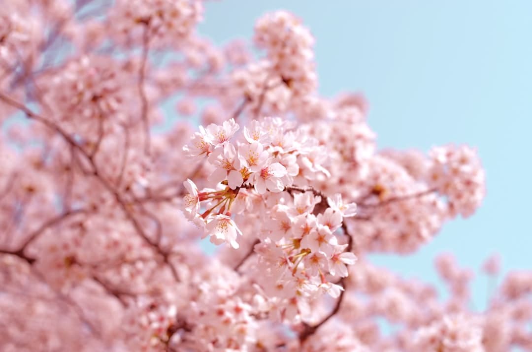 Close-up photograph of delicate pink cherry blossoms in full bloom against a clear blue sky. - Photo by AJ on Unsplash