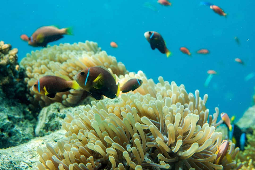 An underwater coral reef scene showing anemone fish (clownfish) among branching anemones with small tropical fish swimming in clear blue water. - Photo by Ishan @seefromthesky on Unsplash