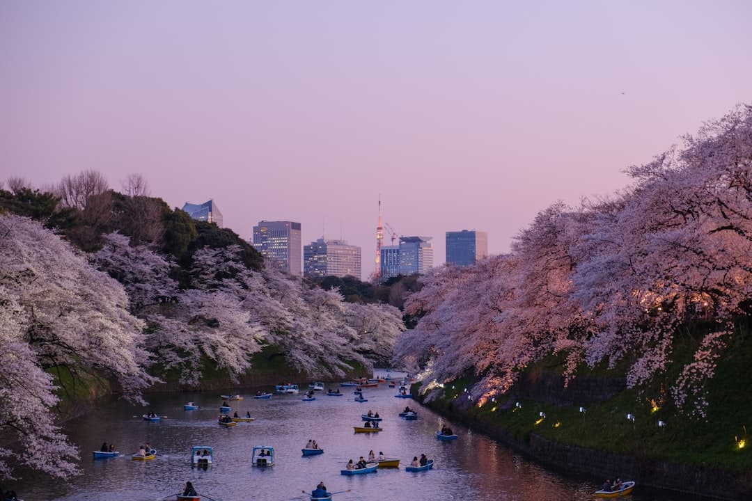 Cherry blossom trees in full spring bloom line both banks of a canal filled with small boats and people enjoying hanami season, with Tokyo's modern skyline illuminated at dusk in the background. - Photo by Yu Kato on Unsplash