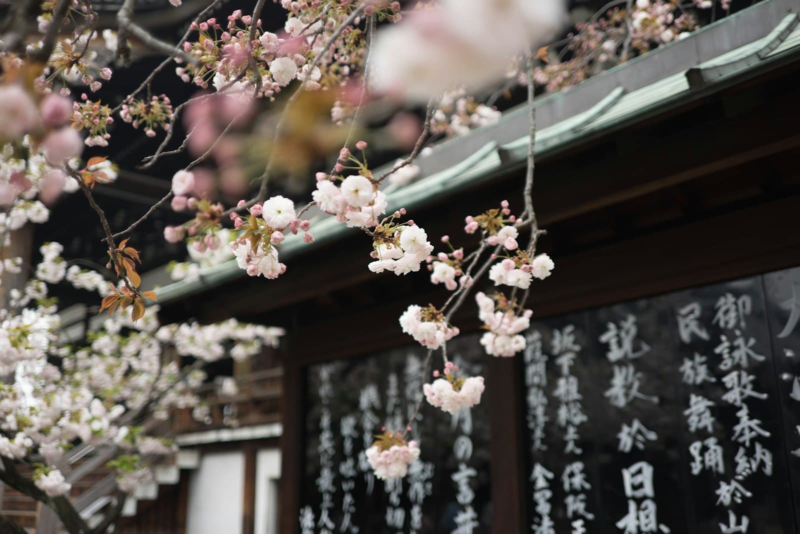 Delicate pink and white flowering cherry blossoms frame a traditional Japanese temple or shrine building with green-tiled roof and black signage bearing East Asian characters. - Photo by Galen Crout on Unsplash