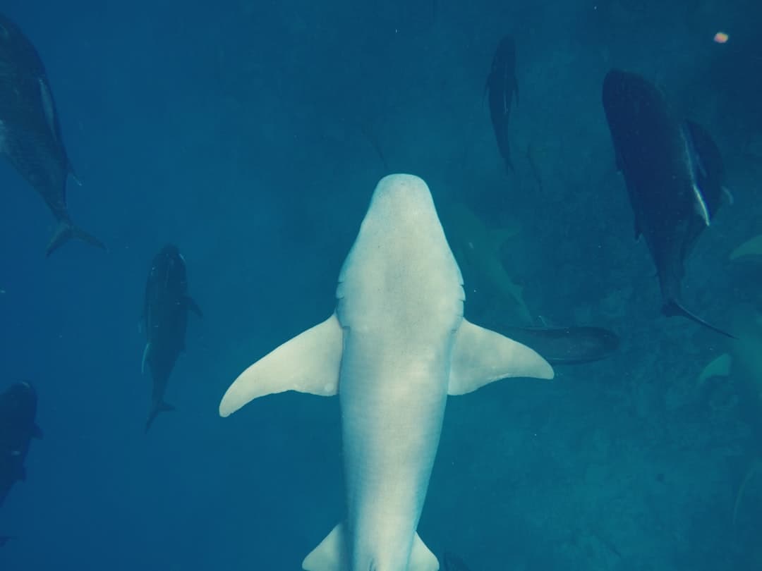 An underwater photograph of a white-tipped reef shark viewed from above, surrounded by other sharks in deep blue ocean water. - Photo by Abdullah Athif on Unsplash