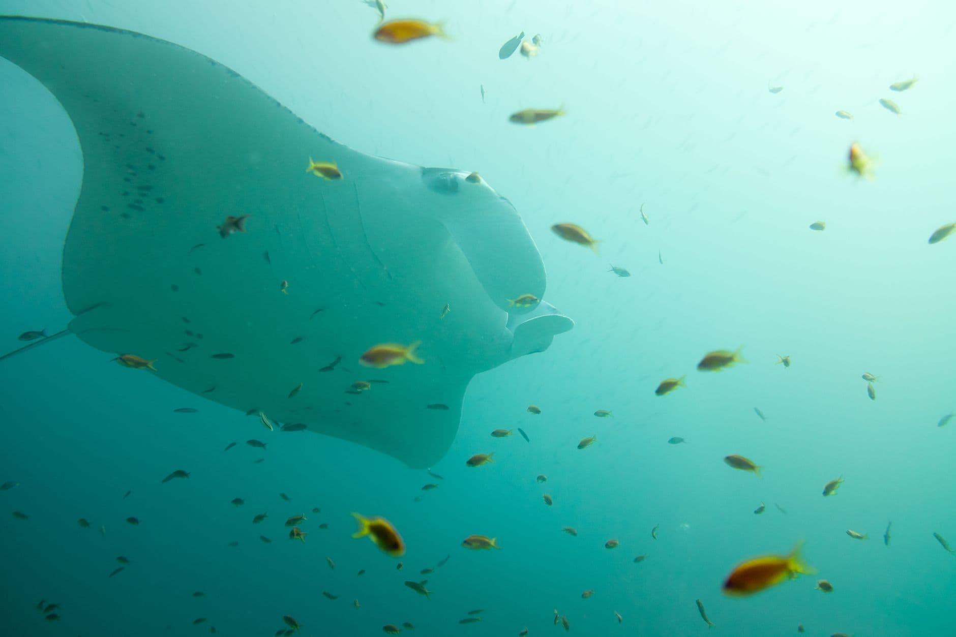 An underwater photograph of a large manta ray swimming among small tropical fish in clear turquoise water, typical of snorkeling or diving in a tropical atoll. - Photo by Fernando B M on Pexels