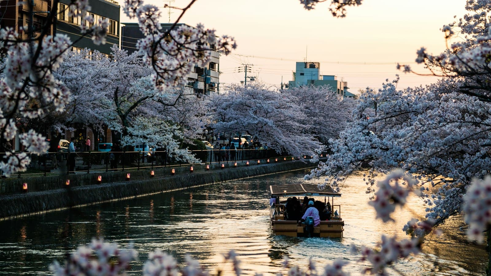 A scenic riverside scene during Japanese cherry blossom season, with dense sakura trees in full white bloom framing a waterway where a small wooden boat carries passengers, with Japanese buildings and lantern-lit barriers visible along the promenade. - Photo by Kristin Wilson on Unsplash