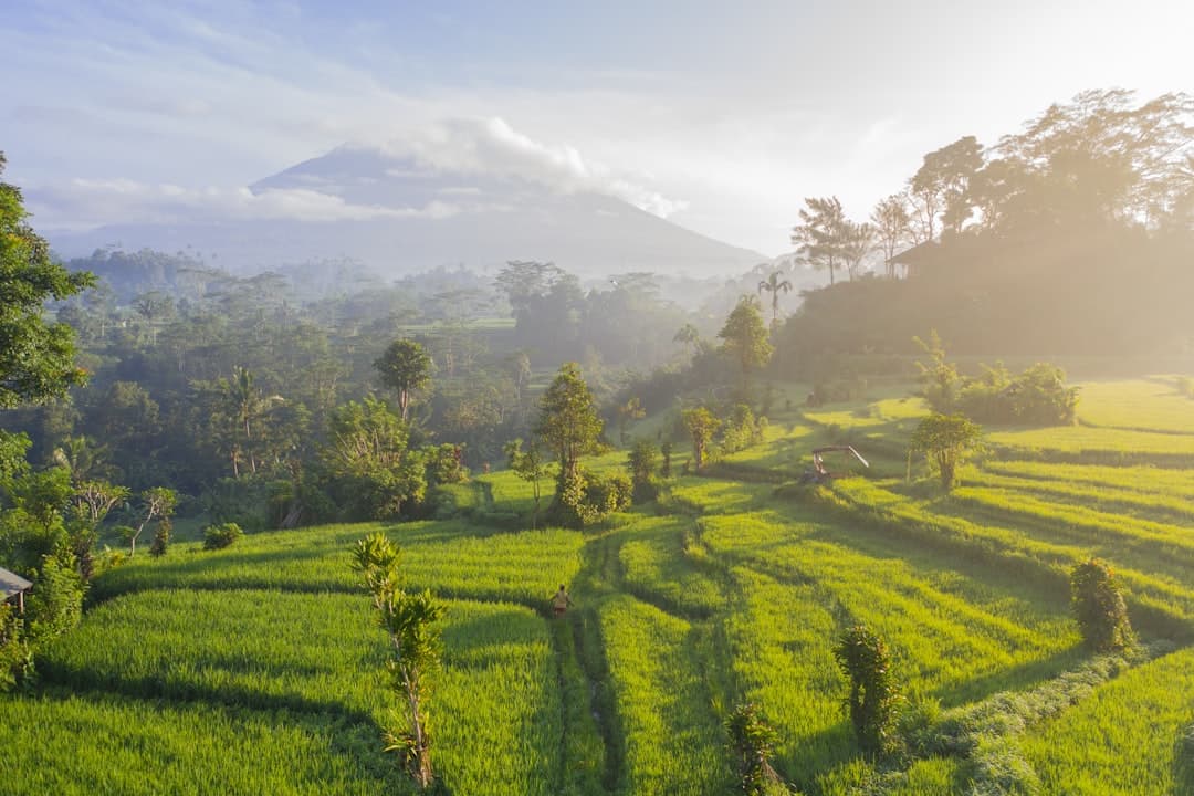 A misty morning landscape showing terraced rice paddies in a lush volcanic valley with a prominent conical mountain peak (likely Mount Agung) rising through the clouds in the background, surrounded by dense tropical forest and scattered palm trees. - Photo by Geio Tischler on Unsplash