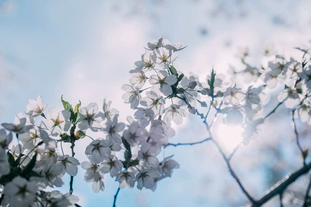 Close-up photograph of white flowering tree blossoms (likely cherry or pear) against a light blue sky with soft focus. - Photo by Wu Hsien Yu on Unsplash