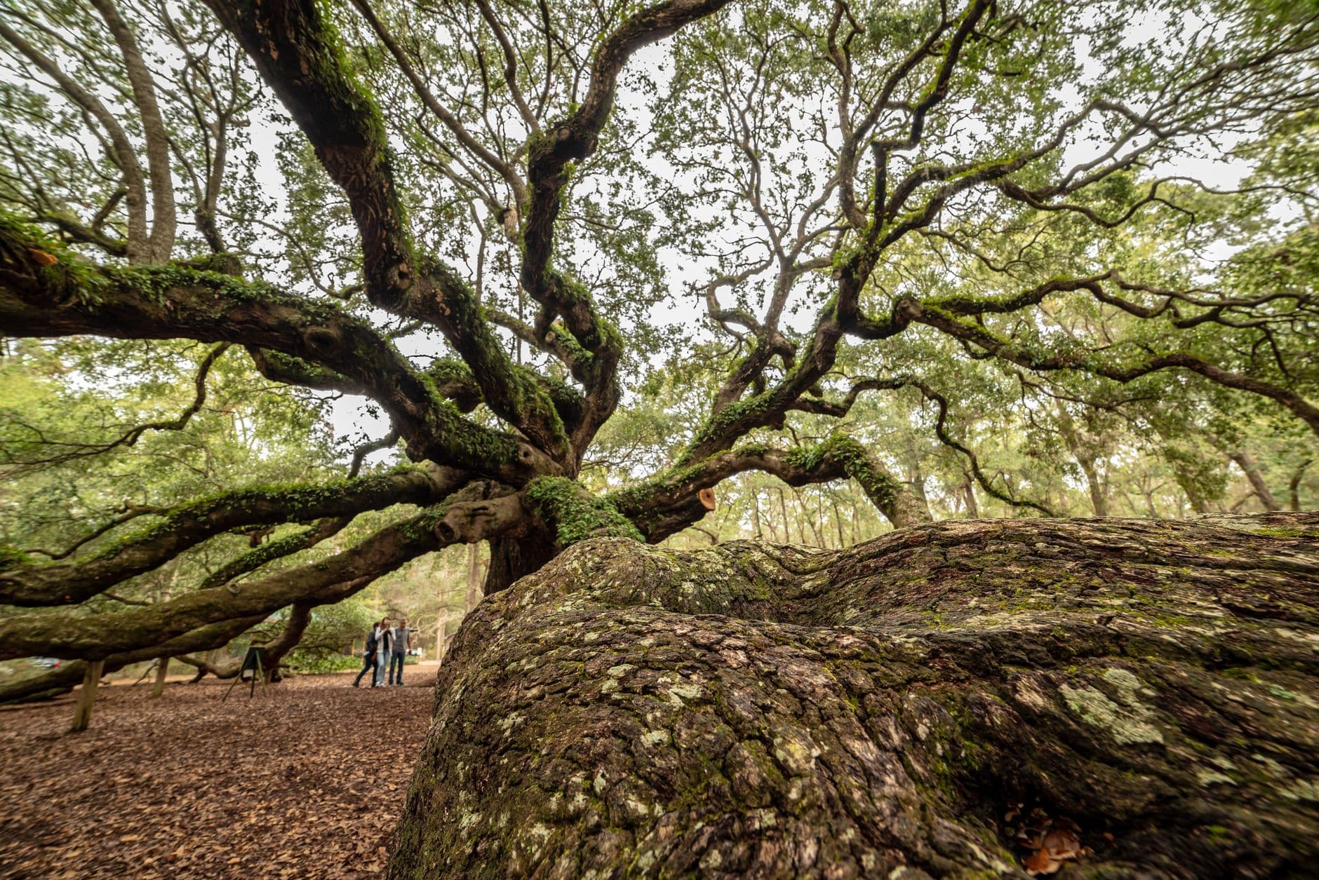 An ancient, moss-covered live oak tree with dramatically spreading horizontal branches dominates a forest floor, with visitors visible in the distance for scale. - Photo by Dominik Gryzbon on Pexels